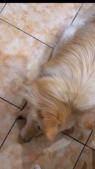 Что тут происходит?😂 #собака #питомец #домашниеживотные #юмор #развлечения #животные