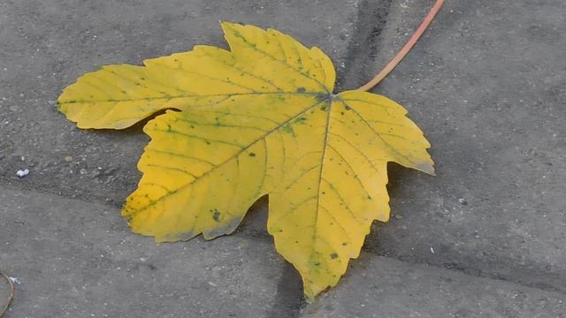 24=04=2025 ПРИРОДА кэн (7)