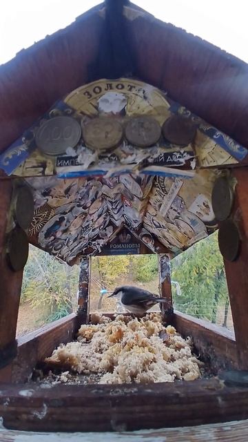 1000003476.mp4Кормушка.20.10.2025г.