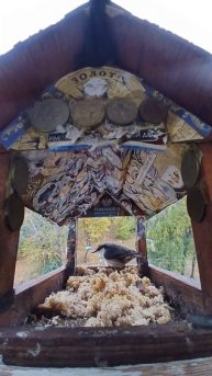 1000003476.mp4Кормушка.20.10.2025г.