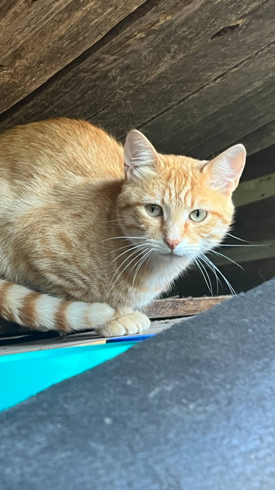 РЫЖИЙ КОТ ОСТАЁТСЯ ЗИМОВАТЬ НА УЛИЦЕ❗️