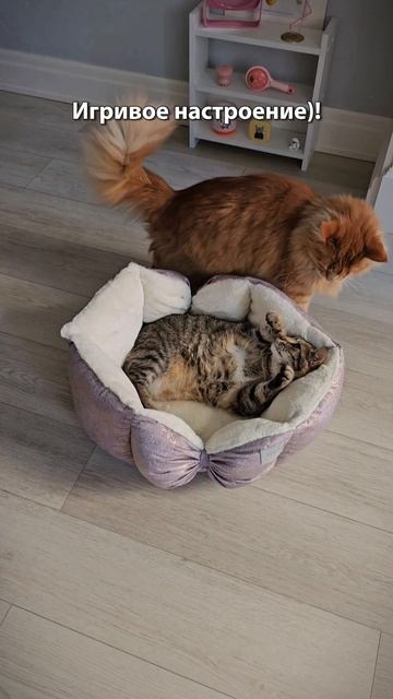 Игривое настроение
