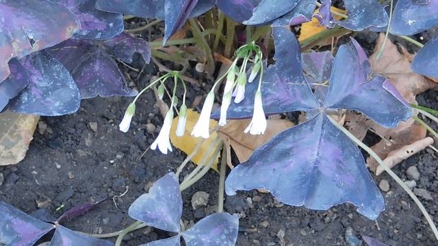 24=04=2025 ПРИРОДА кэн (24)