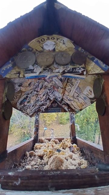 1000003478.mp4Кормушка.21.10.2025г.