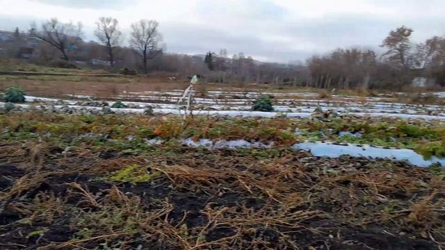 Рассаживаю клубнику осенью