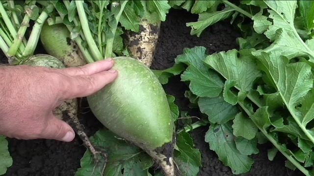 Редька МАРГЕЛАНСКАЯ