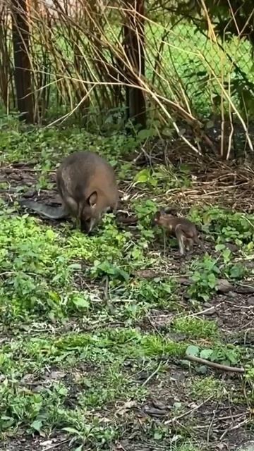 Побыл немного взрослым и хватит 🤩🦘😉🥰🤩