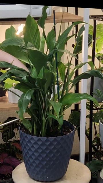 Спасаем Спатифиллум 🚑🌿 Часть 2