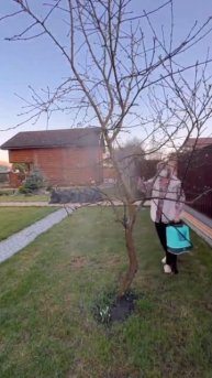 Обработка плодового сада по зелёному конусу!