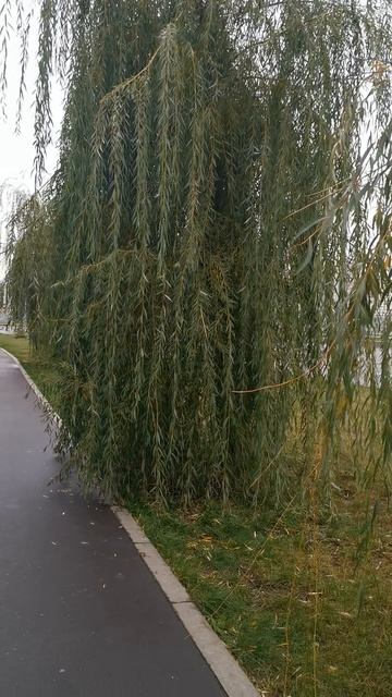 #плакучие#ивы