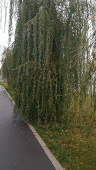 #плакучие#ивы