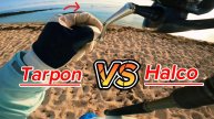 Тарпон против Halco
