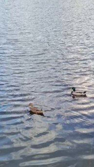 Гармоничное плавание... Осень! Октябрь! Близятся холода... #природа #красота #музыка #эмоции #душа