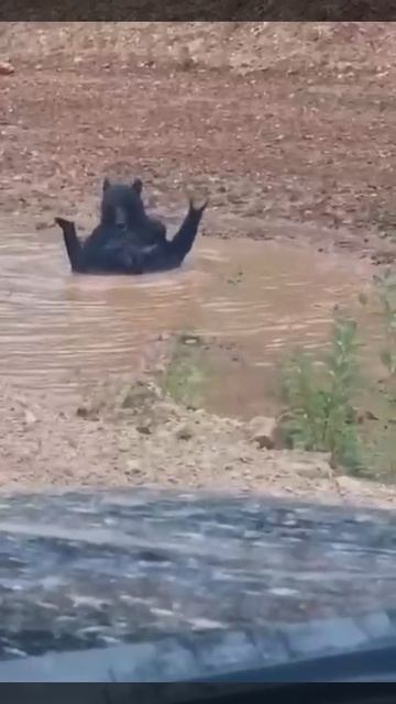 В Амурской области медведь искупался в луже #shorts