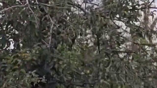 Черниговщина_ В Новгород-Северский заглянул косяк Гераней...