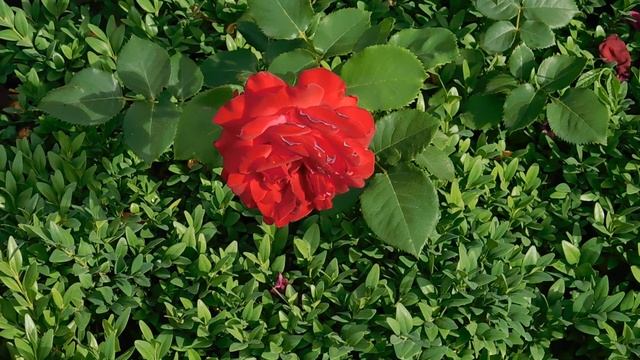 ВИДЕО ПВН АА (77)