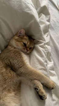 Знали бы мужчины, сколько стоит наше внутреннее состояние — они бы сами гладили наши пижамы 😌