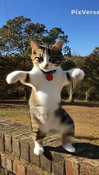 Cute cat dance #cat #motorcat #cute #funny #edit