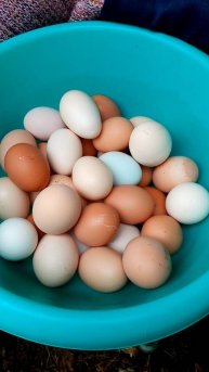 Раскрываю СЕКРЕТ хорошей яйценоскости кур.