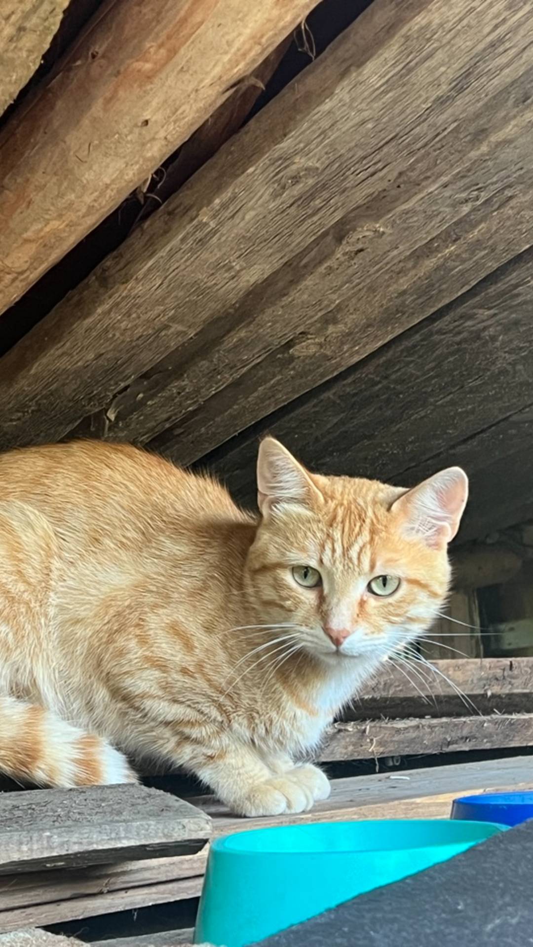 КОТА ВЫБРОСИЛИ НА ДАЧЕ❗️