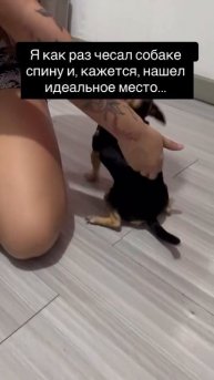 Эрогенная зона собакена 😂🐶