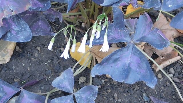 24=04=2025    ПРИРОДА    кэн    (25)