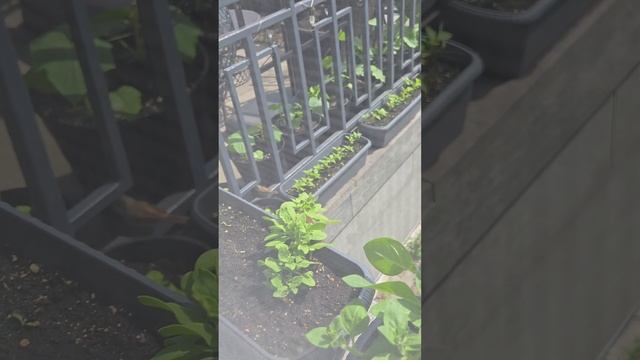 Соловей прилетал в июне '25