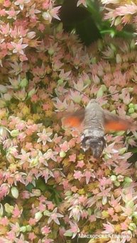 Бражник на обеде. Гурзуф Ялта. Насекомые Крыма 🍎 #searuss #мисхорскаягавань