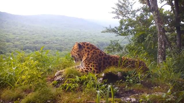 Моя земля 🕵️🐆