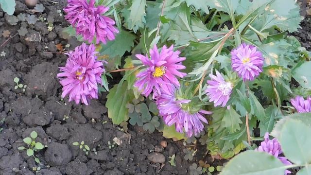 24=04=2025 ПРИРОДА кэн (20)