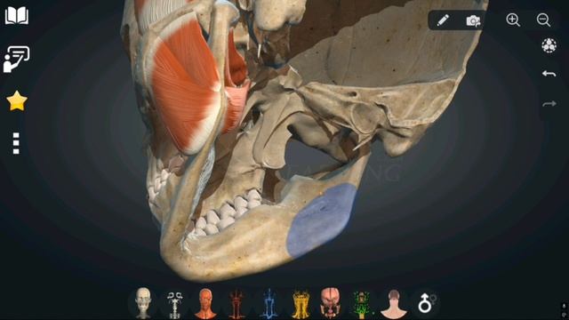 Жевательные мышцы