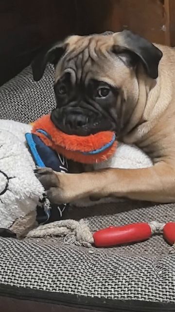 InShot_20251021_232829898.mp4