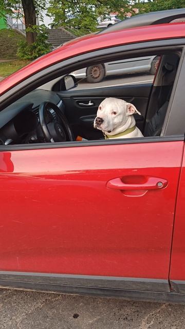 #mellstroygame#superkrysha#стройкаминск #крышаминск
#кровляподключ#керамика #фальц #забудова #крыша