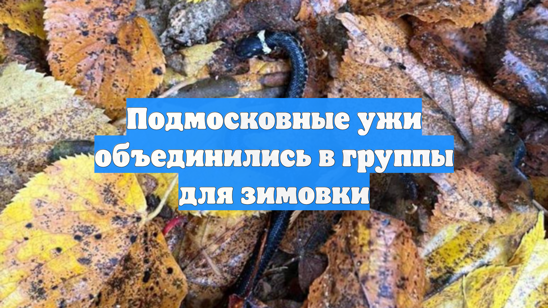 Подмосковные ужи объединились в группы для зимовки