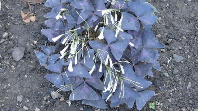 24=04=2025    ПРИРОДА    кэн    (23)