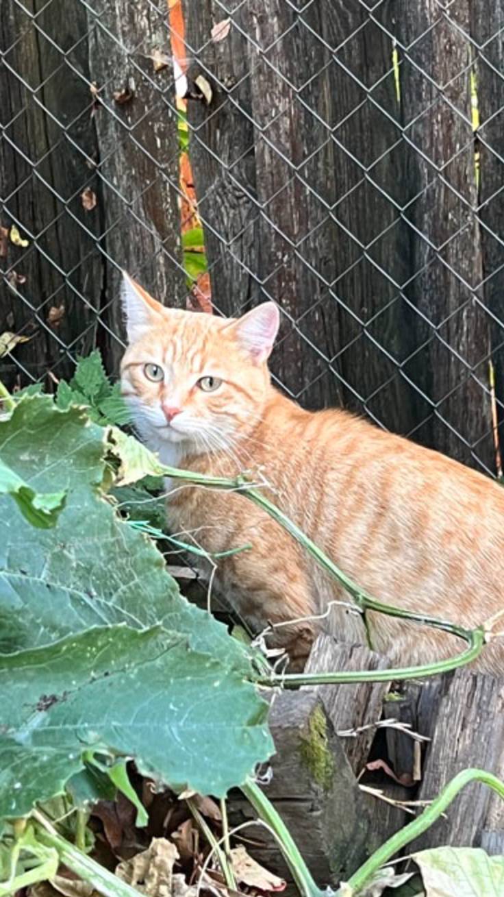 КОТА ВЫБРОСИЛИ НА УЛИЦУ❗️