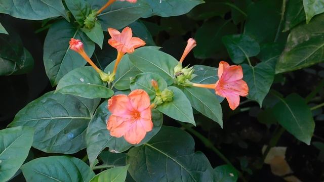 24=04=2025 ПРИРОДА кэн (21)