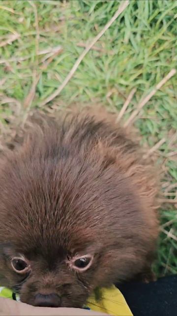 Как поговорить со шпицами и не заплакать от милоты. #шпиц
#померанскийшпиц
#двашпица
#pomeranian