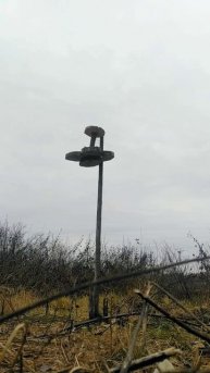 Сойки