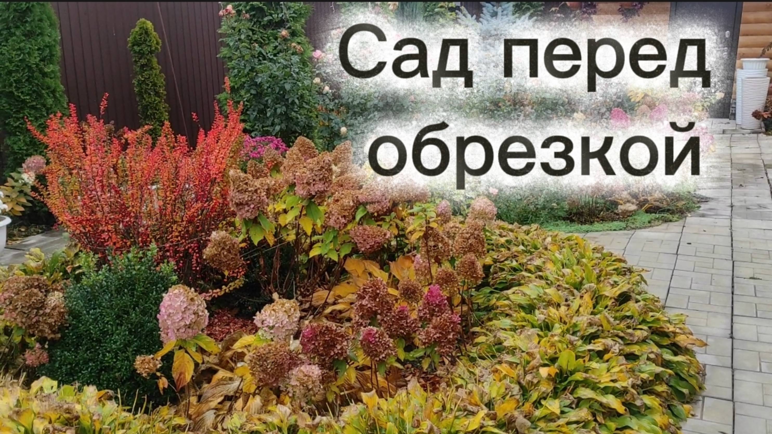 Начинаю осеннюю обрезку.Прогулка по саду.