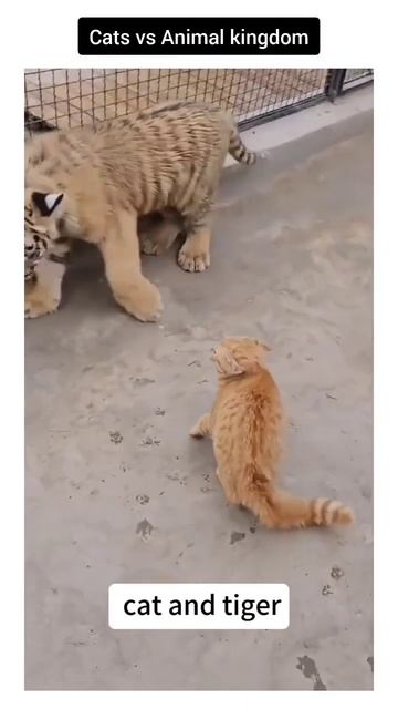 Приколюхи с кошаками🤣