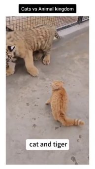 Приколюхи с кошаками🤣