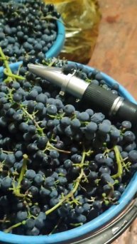 Прикупил ещё винограда на вино