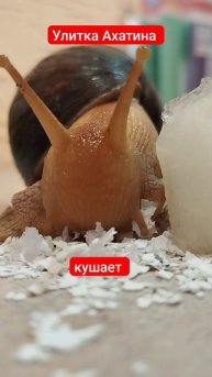 содержание улитка Ахатина в домашних условиях