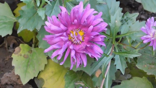 24=04=2025 ПРИРОДА кэн (19)