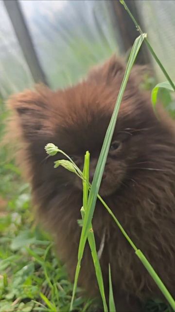 ГазоноШпиц: Он серьезен! (Или: ГазоноШпиц: Новый тренд в садоводстве!) #шпиц #газон #собака #юмор #с