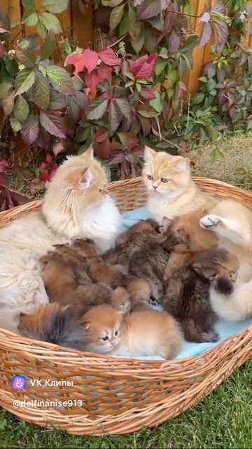 Целая корзинка счастья