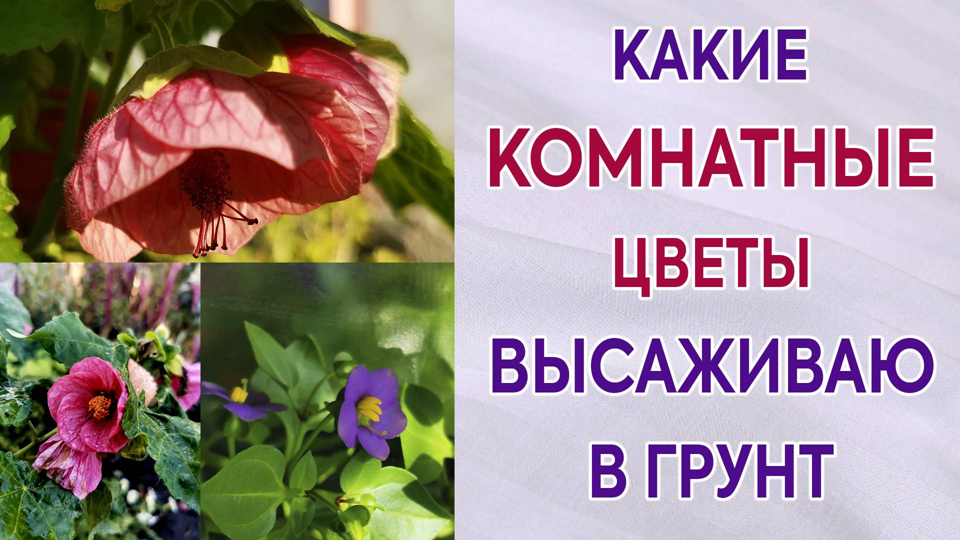 Какие комнатные цветы сажаю в открытом грунте. Как себя ведут. Экзакум. Абутилон.