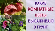 Какие комнатные цветы сажаю в открытом грунте. Как себя ведут. Экзакум. Абутилон.