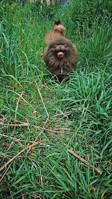 На всех лапках к обнимашкам! 🤎 Наш маленький шпиц спешит поздороваться!
#Шпиц #ПомеранскийШпиц #Кор